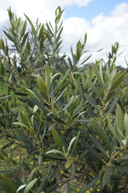 olivegrowth.jpg
