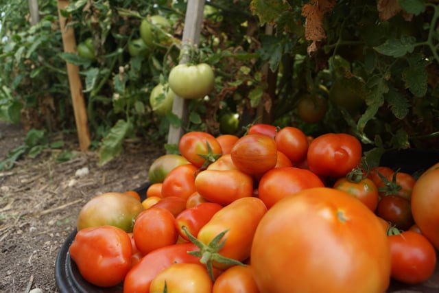 tomatoes 2014.jpg
